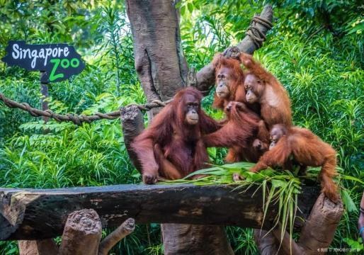 Singapore 6 Nights - Transfers