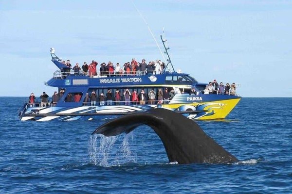 Sri Lanka with Mirissa - Activity & Sightseeing